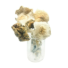 Buy Golden Teacher Magic Mushrooms